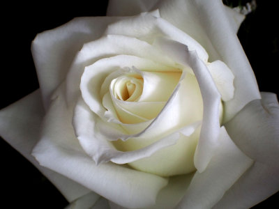 P5314596 - White Rose.jpg
