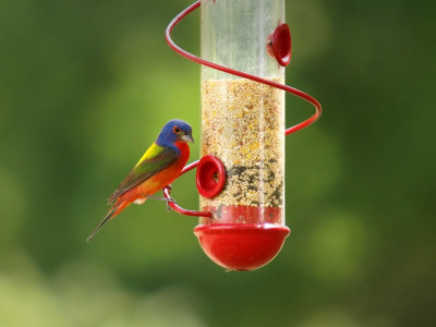 P5268731 - Colorful Feeder.jpg