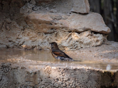 P5270633 - Blue Grosbeak.jpg