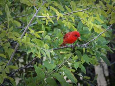 P5270650 - Scarlet Tanager.jpg