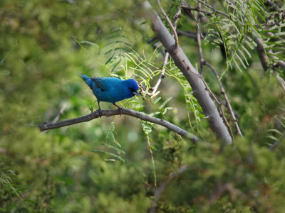 P5278870 - Indigo Bunting.jpg