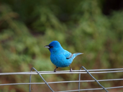 P5278871 - Indigo Bunting.jpg