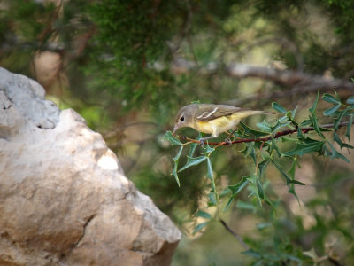 P5278891 - Bell's Vireo.jpg