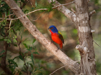 P5278949 - Painted Bunting.jpg