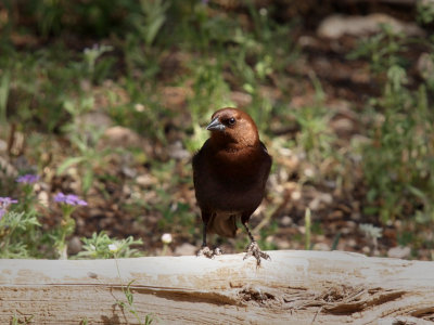 P5278963 - Female Brown-headed Cowbird.jpg