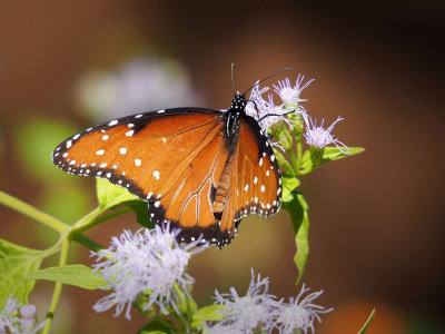 PB131780 - Queen Butterfly Male.jpg