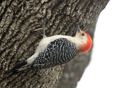P1273102 - Backyard Visitor.jpg