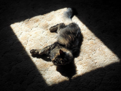 P3064058 - A Place in the Sun.jpg