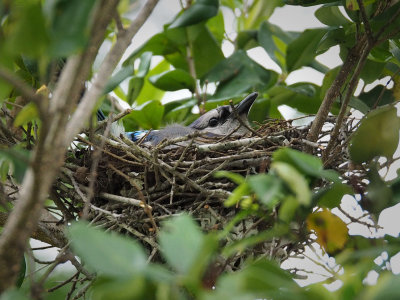 P4177149 - Momma Blue Jay.jpg
