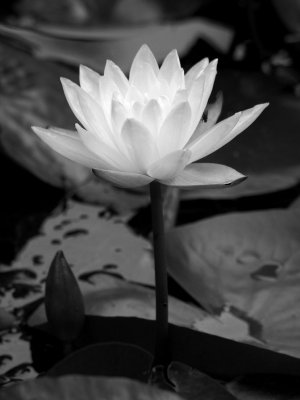 P7199644 - Water Lily.jpg