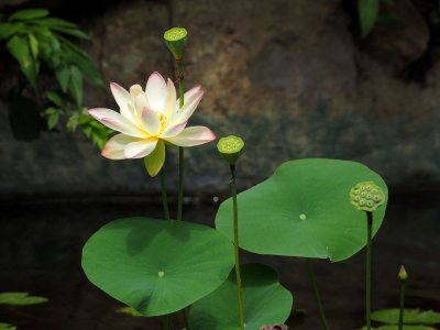 P7199727 - Lotus Blossom.jpg