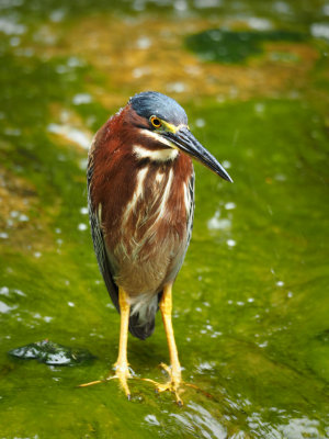 P7199753 - Zilker Wader.jpg