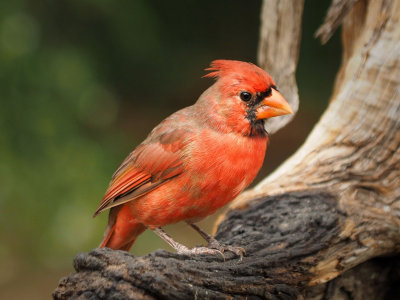 PA020567 - Cardinal Red.jpg