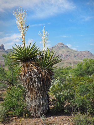 P5041921 - Panther Junction Yucca.jpg
