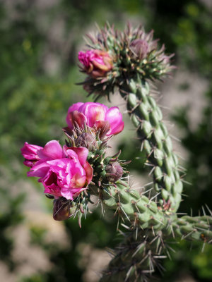 P5041929 - Cactus Blossoms.jpg