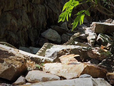 P5041953 - Black-tailed Rattlesnake.jpg