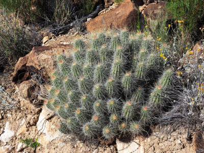 P5052006 - Trail-side Cactus.jpg