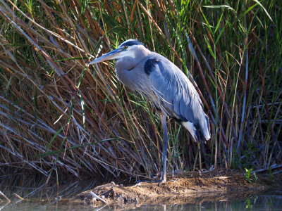 P5052110 - Great Blue Heron on the Rio Grande.jpg