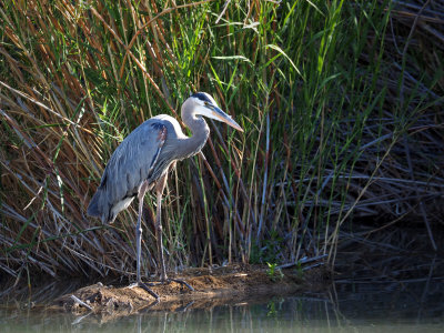 P5052115 - Great Blue Heron, Rio Grande Village Nature Trail.jpg