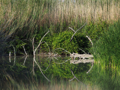 P5062163 - Rio Grande Pond Reflections.jpg