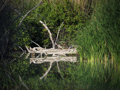 P5062164 - Rio Grande Reflection.jpg