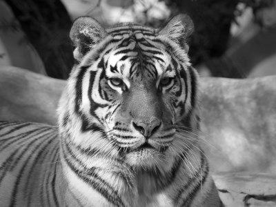 PC316857 - Black and White Tiger.jpg