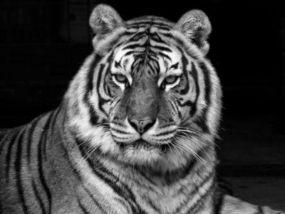 P3277889 - B&W.jpg