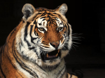 Austin Zoo and Sanctuary Visit - March, 2016