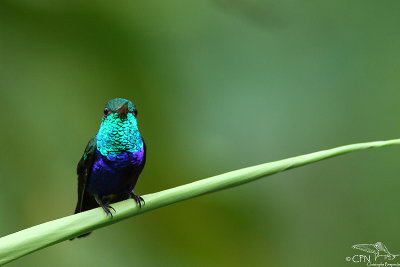 Violet-bellied hummingbird