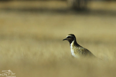 Golden plover