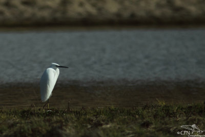 Little egret*