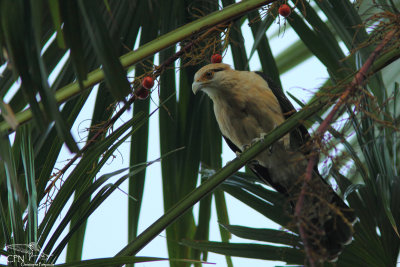 Yellow-headed caracara