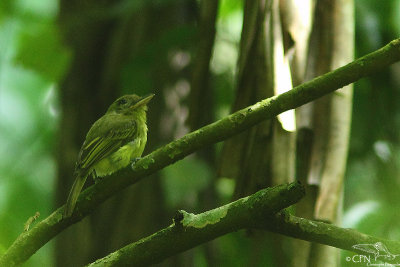 Olivaceous flatbill