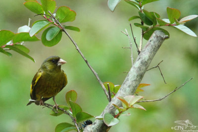 Grey-capped greenfinch