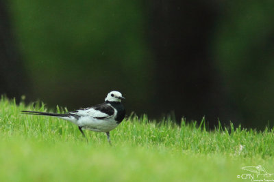 Black-backed white wagtail