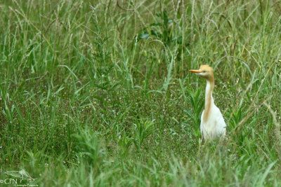 Eastern cattle egret