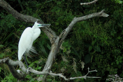 Chinese egret