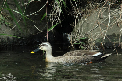 Eastern spot-billed Duck