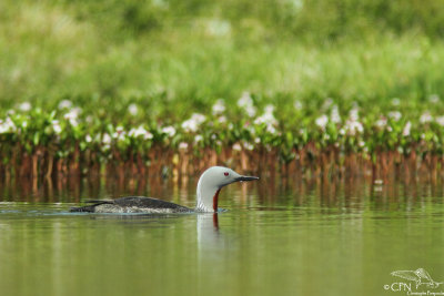 Red-throated diver