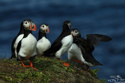 Atlantic puffin