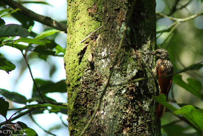 Black-stripped woodcreeper