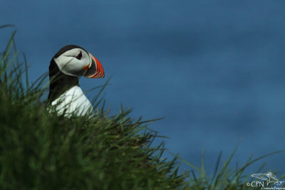 Atlantic puffin