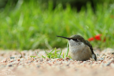 Ruby-throated hummingbird