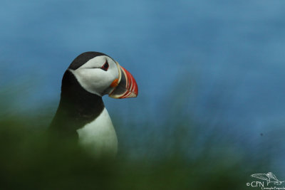 Atlantic puffin