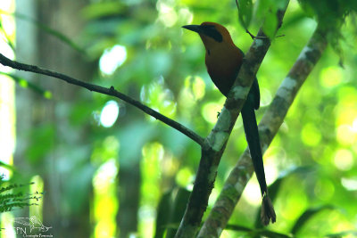 Rufous motmot