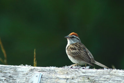 Chipping sparrow