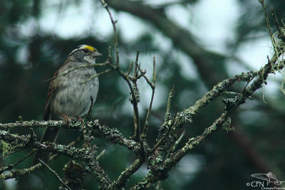 White-throated sparrow