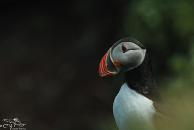 Atlantic puffin