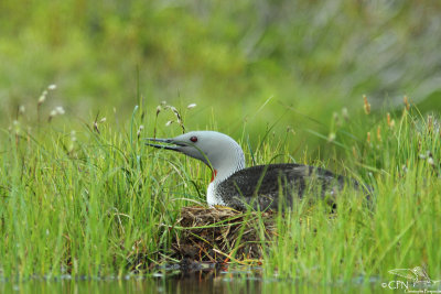 Red-throated diver