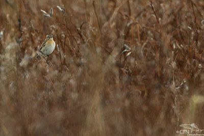 Whinchat*